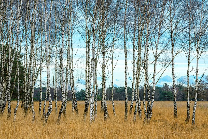 The beautiful birch trees stripped of greenery by Gerry van Roosmalen