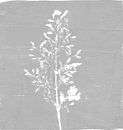 Monoprint van een grasspriet in bleek grijs. van Dina Dankers thumbnail