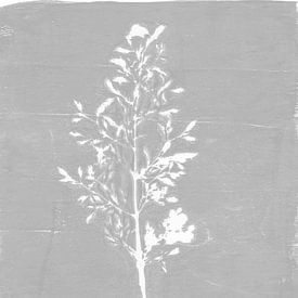 Monoprint van een grasspriet in bleek grijs. van Dina Dankers
