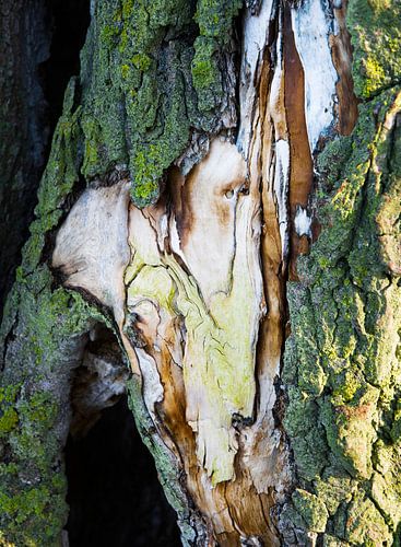 "Vogel mit ausgebreiteten Flügeln