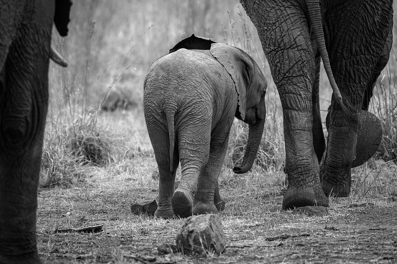 olifant van Ralf Linckens