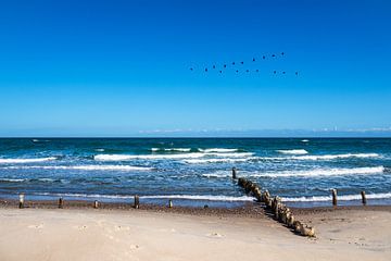 Groynes sur la côte de la mer Baltique près de Kühlungsborn sur Rico Ködder