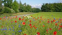 Korenbloemen en klaprozen aan de rand van het bos
