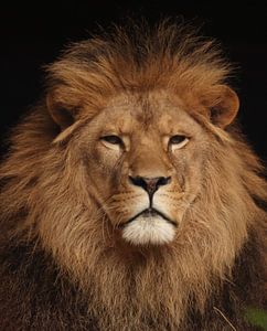 The lion King van Astrid Bregman