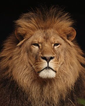 Le Roi Lion sur Astrid Bregman