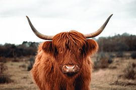 Highlander on the heath by Inge Pots