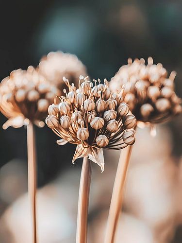 Allium neutrale toon