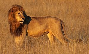 Lion in the morning light - Africa wildlife van W. Woyke