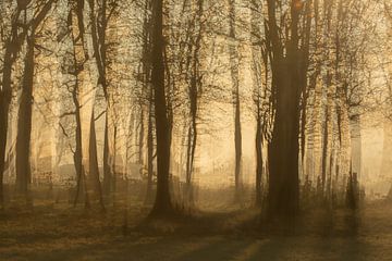 Beautiful misty morning in February by Lucia Leemans