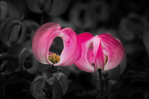 Cornouiller rouge ou Cornus Florida rubia
