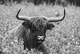 Schottischer Highlander von P Hogeveen
