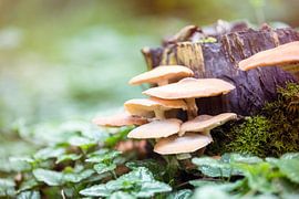 Champignons dans la couleur de la lumière du soleil
