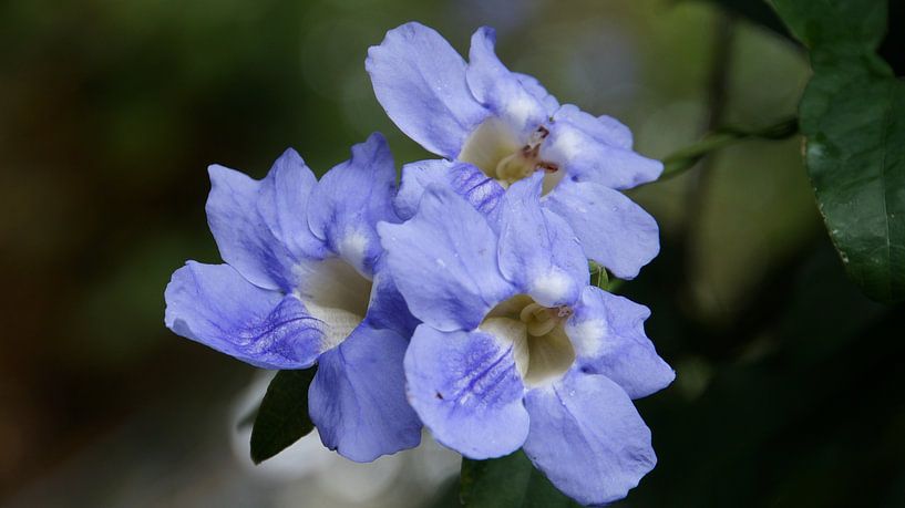 Madère - Funchal, fleurs violettes par adventure-photos