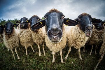 Rhön schapen van Andre Michaelis