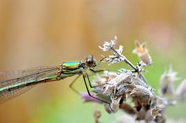 Libelle im Ruhezustand von Maurice Ultee