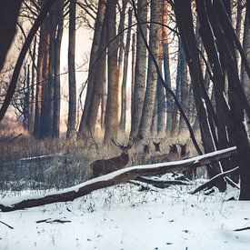 Edelherten in sneeuw Oostvaardersplassen van Elske Hazenberg