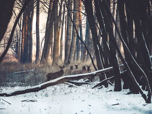 Rotwild im Schnee auf den Oostvaardersplassen