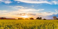 Rapeseed