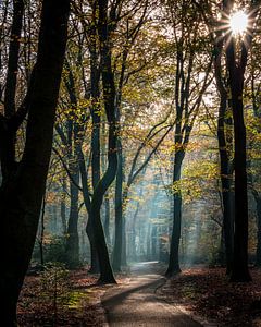 Speulderbos - 19