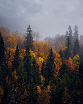Herfstkleuren in een bos in Noorwegen van Leon Brouwer