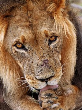 Male Lion in Africa by W. Woyke