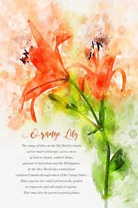 Lys orange