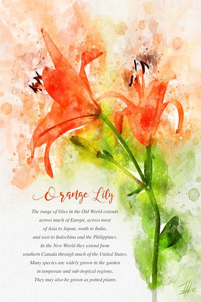 Lys orange par Theodor Decker