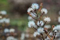 Fleurs d'automne desséchées