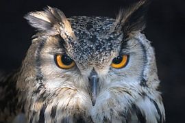 Foto van een Oehoe van Marja Suur