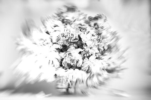 Highkey Rotating Tulips