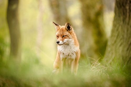 Fox between the trees in the green