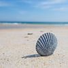 Shell on the beach by Bert Nijholt