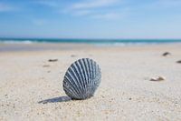Muschel am Strand