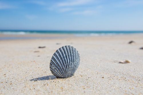 Schelp op het strand