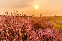 Sunset on the heath