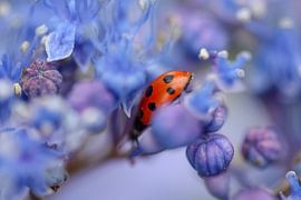 Lieveheersbeestje op paarse bloem