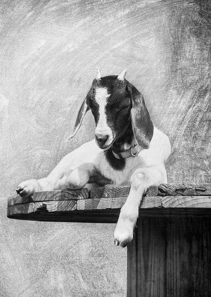 Animal world - Goat by JayJay Artworks