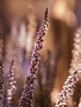 Bruyère dans une lumière chaude monochrome