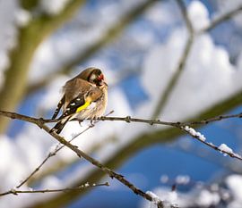 A goldfinch sits on a snow-covered tree by ManfredFotos