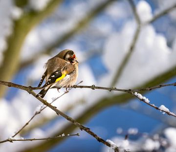 Een distelvink zit op een besneeuwde boom