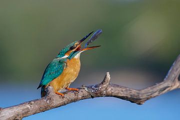 Martin-pêcheur - Jongleur