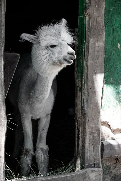 Grappige witte alpaca of lama in zijn stal van Fotos by Jan Wehnert