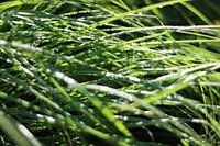 L'herbe humide