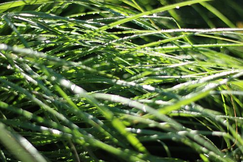 L'herbe humide