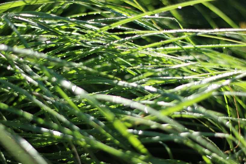 Nat gras van Maarten Borsje