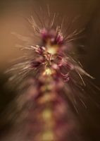 Bloem 2