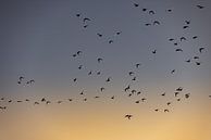 Oiseaux volant au lever du soleil 2 par Percy's fotografie Aperçu