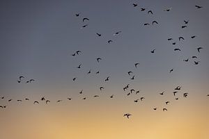Oiseaux volant au lever du soleil 2