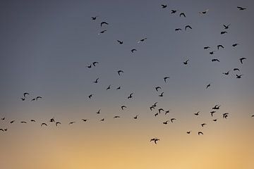 Vogels vliegen tijdens de zonsopkomst 2 van Percy's fotografie