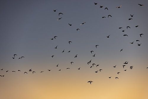 Vogels vliegen tijdens de zonsopkomst 2